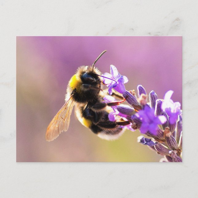 Carte Postale Fleur d'abeilles Beau paysage naturel (Devant)