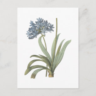 Carte Postale Fleur d'Agapanthus