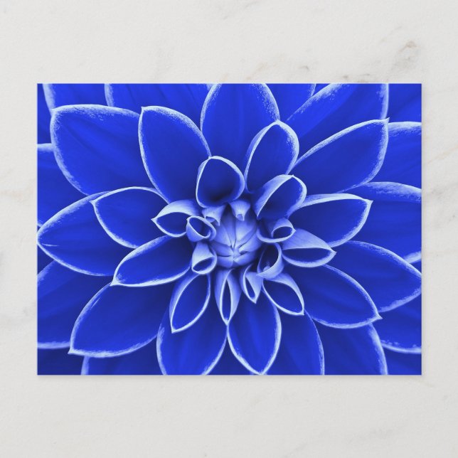Carte Postale Fleur dahlia bleue (Devant)