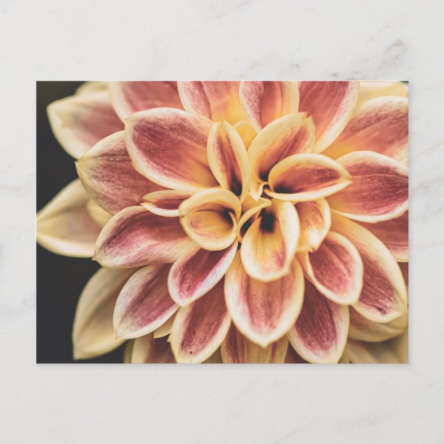 Carte Postale Fleur Dahlia d'été (Art Floral) (Devant)