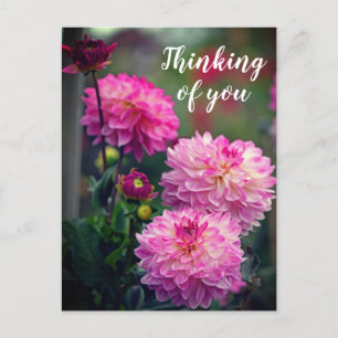 Carte Postale Fleur Dahlia rose et blanc Penser à vous