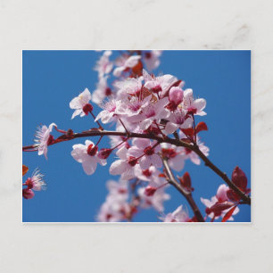 Carte Postale Fleur d'amande