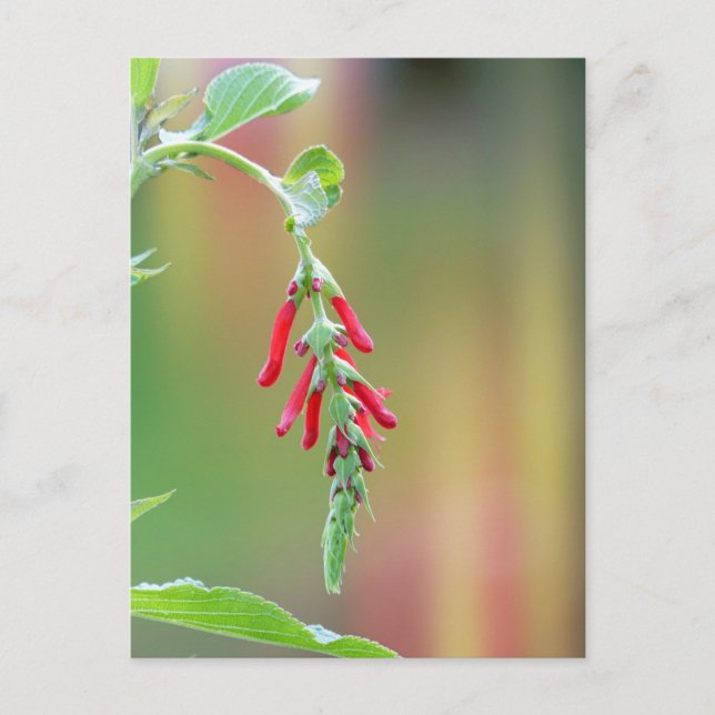 Carte Postale Fleur d'ananas (Devant)