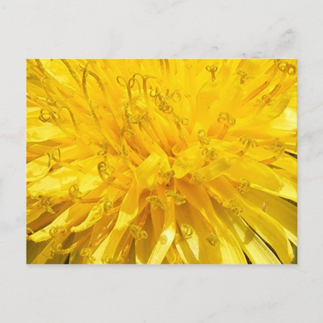 Carte Postale Fleur Dandelion (Devant)
