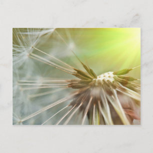 Carte Postale Fleur Dandelion
