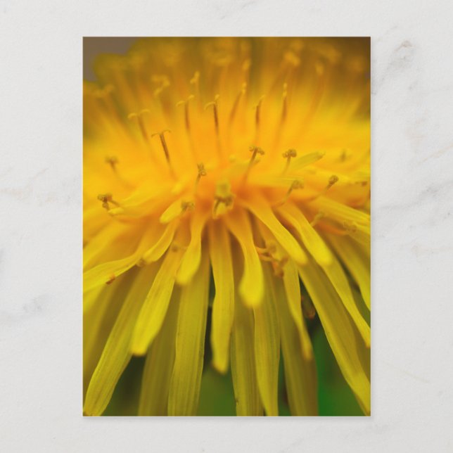 Carte Postale Fleur Dandelion | Photographie florale et macro (Devant)