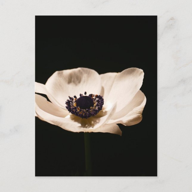 Carte Postale Fleur d'anémone (Devant)