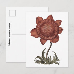 Carte Postale fleur d'anémone coquelicot rouge
