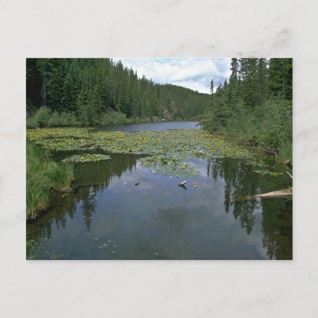 Carte Postale Fleur dans l'eau (Devant)