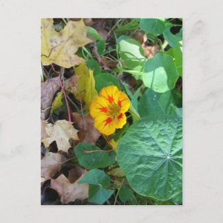 Carte Postale Fleur dans les feuilles