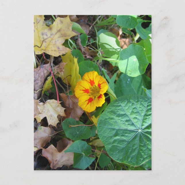 Carte Postale Fleur dans les feuilles (Devant)