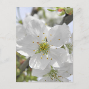 Carte Postale Fleur d'Apple