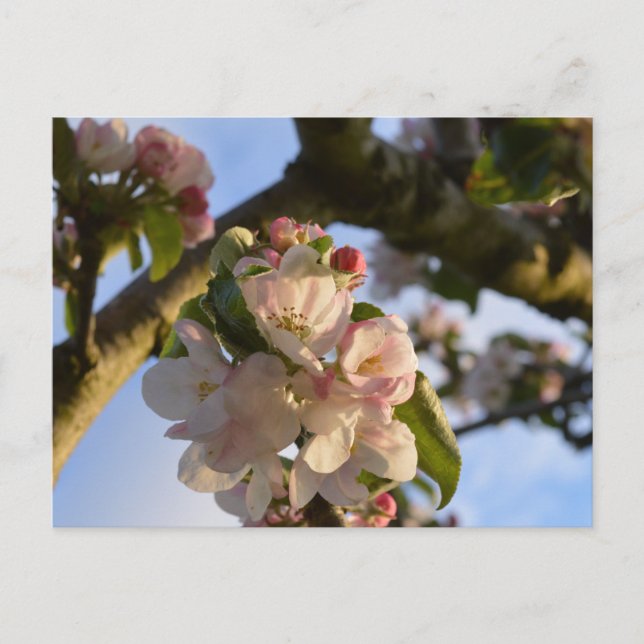 Carte Postale Fleur d'Apple (Devant)