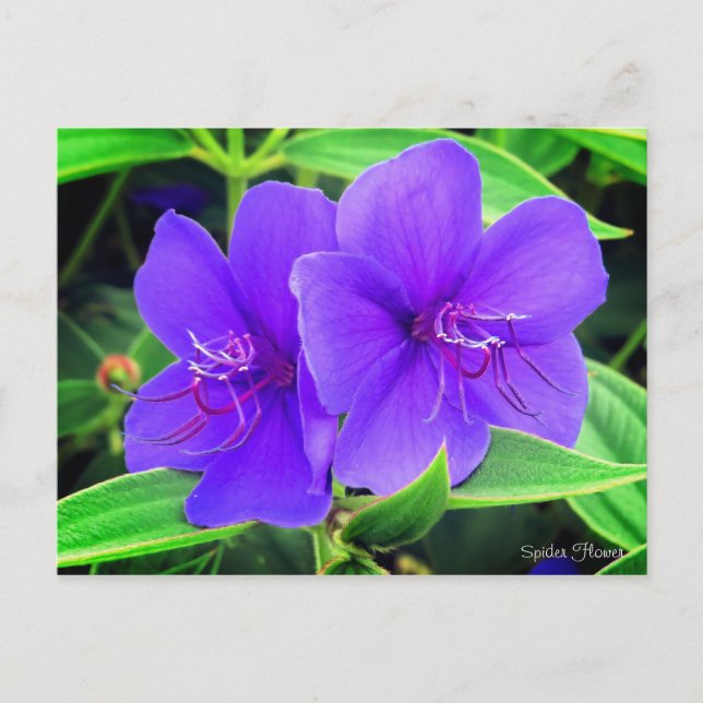 Carte Postale Fleur d'araignée [Carte postale] (Devant)