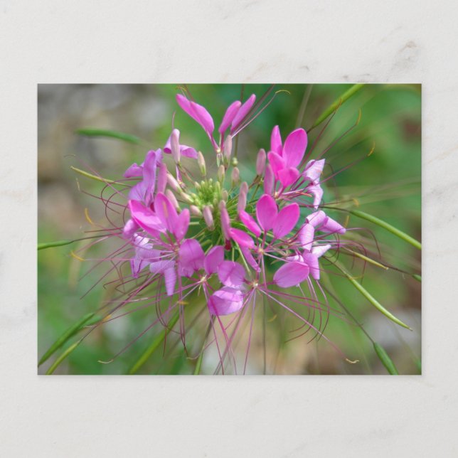 Carte Postale Fleur d'araignée rose (Devant)