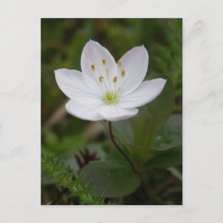 Carte Postale Fleur d'Arctique, île de l'Unalaska