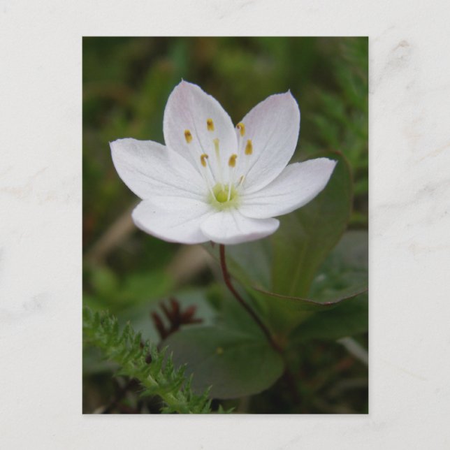 Carte Postale Fleur d'Arctique, île de l'Unalaska (Devant)