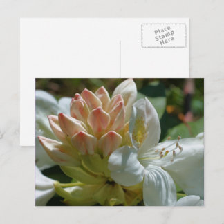 Carte Postale Fleur d'Azalée Blanche