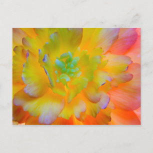 Carte Postale Fleur de bégonia lumineuse   Seabeck, WA