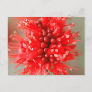 Carte Postale Fleur De Boerbean Nain, Sabi Sands