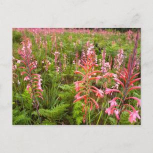 Carte Postale Fleur de Bugle Lily (Watsonia), Cap-Oriental