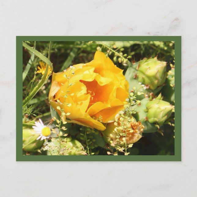 Carte Postale Fleur de cactus à poires (Devant)