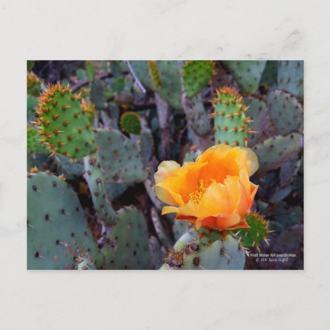 Carte Postale Fleur de cactus à poires orange (Devant)