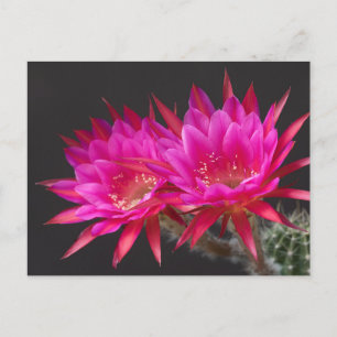 Carte Postale Fleur de cactus antimatière deux fois