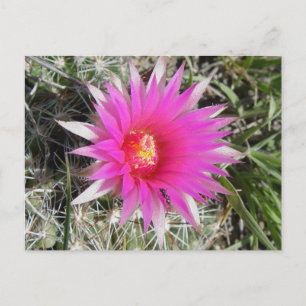 Carte Postale Fleur de cactus boule F12 "Escobaria vivipara"
