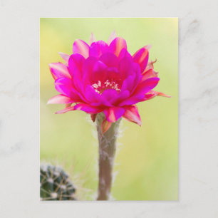 Carte Postale Fleur de cactus d'antimatière