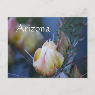 Carte Postale Fleur de cactus d'ivoire, Arizona