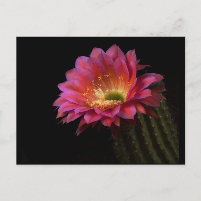 Carte Postale Fleur de Cactus enchanter (Devant)