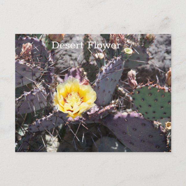 Carte Postale Fleur de cactus jaune au printemps (Devant)