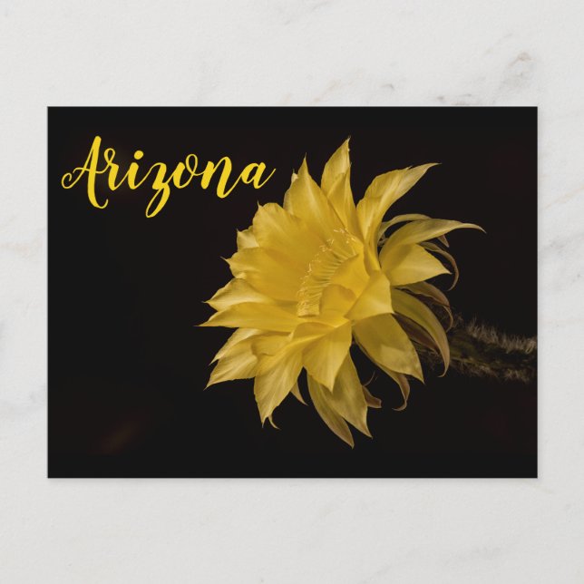 Carte Postale Fleur de cactus jaune en fleur, Arizona (Devant)
