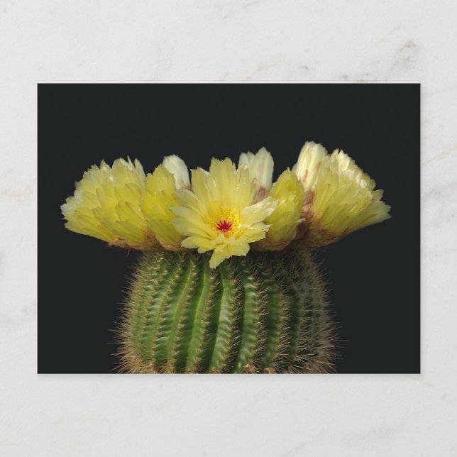 Carte Postale Fleur de cactus jaunes (Devant)