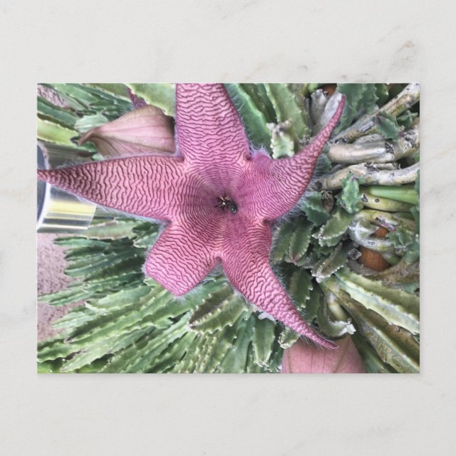 Carte Postale Fleur de cactus pourpre (Devant)