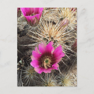 Carte Postale Fleur de cactus rose