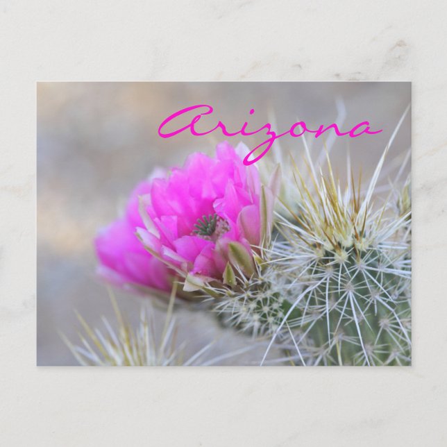 Carte Postale fleur de cactus rose, Arizona (Devant)
