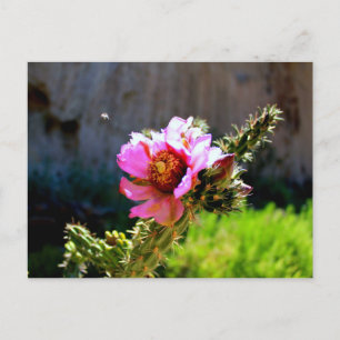Carte Postale Fleur de cactus rose avec insecte volant