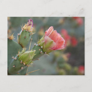 Carte Postale Fleur de cactus rose commençant à éclore