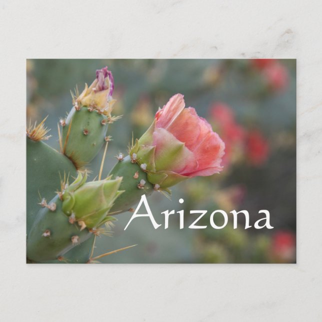 Carte Postale Fleur de cactus rose commençant à éclore, Arizona (Devant)