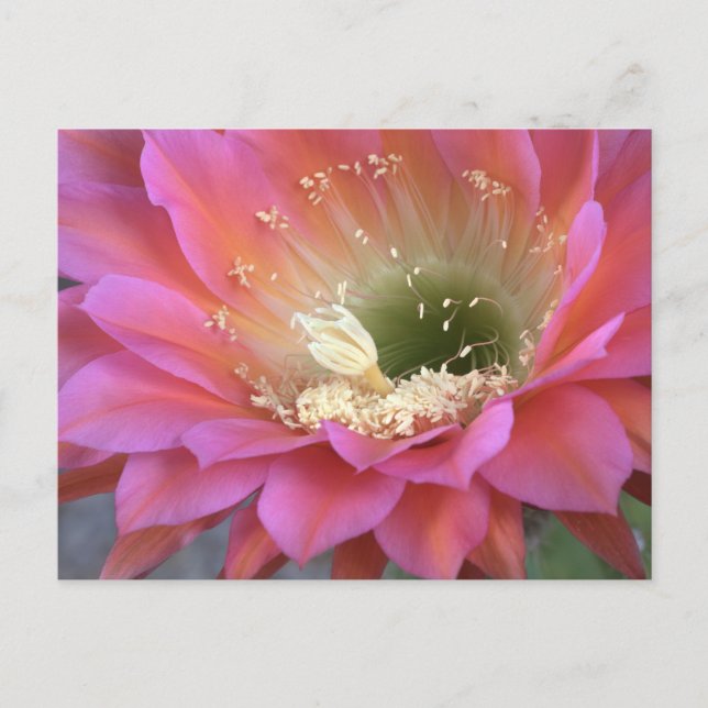 Carte Postale Fleur de cactus rose dans le désert (Devant)