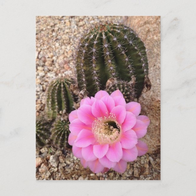 Carte Postale Fleur de cactus roses (Devant)
