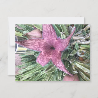 Carte Postale Fleur de cactus violet