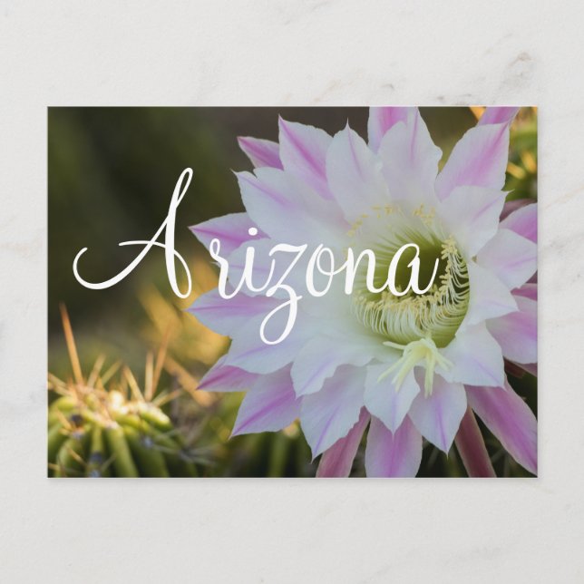 Carte Postale Fleur de cactus violet et blanc, Arizona (Devant)
