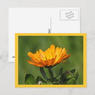 Carte postale - Fleur de Calendula