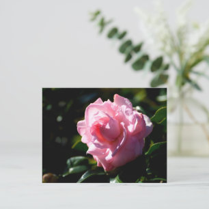 Carte Postale Fleur de Camelia rose