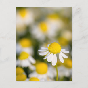 Carte Postale Fleur de camomille en gros plan, Hongrie