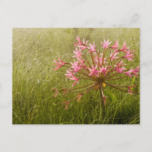 Carte Postale Fleur de candélabre (Brunsvigia Radulosa)