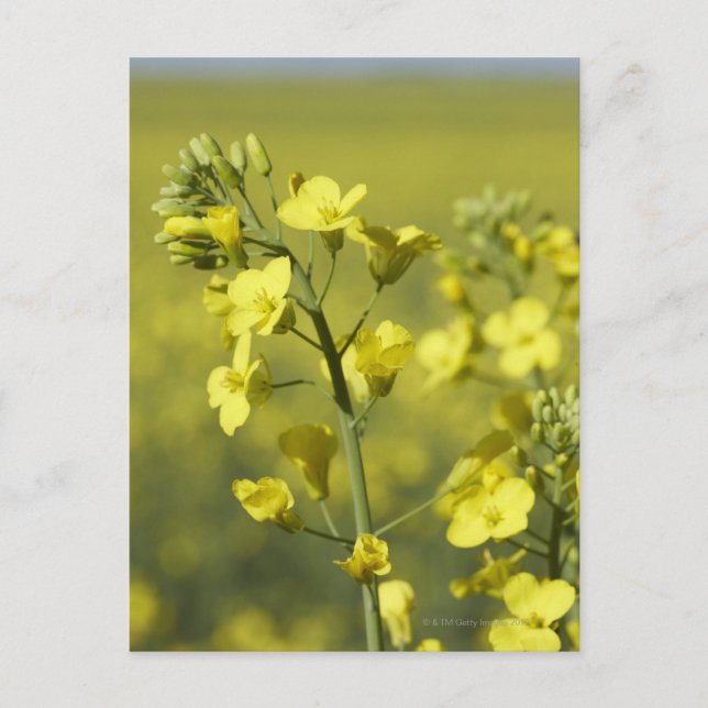 Carte Postale Fleur de canola en champ. 3 (Devant)